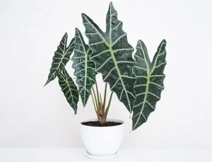 Alocasia Amazonica
