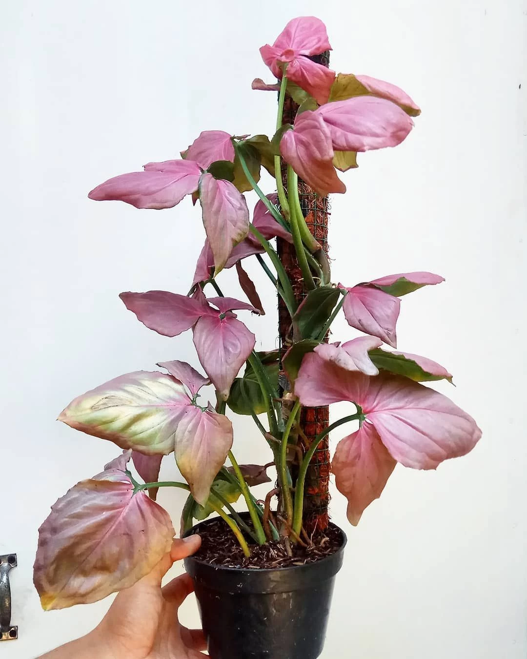 Syngonium Pink Candy