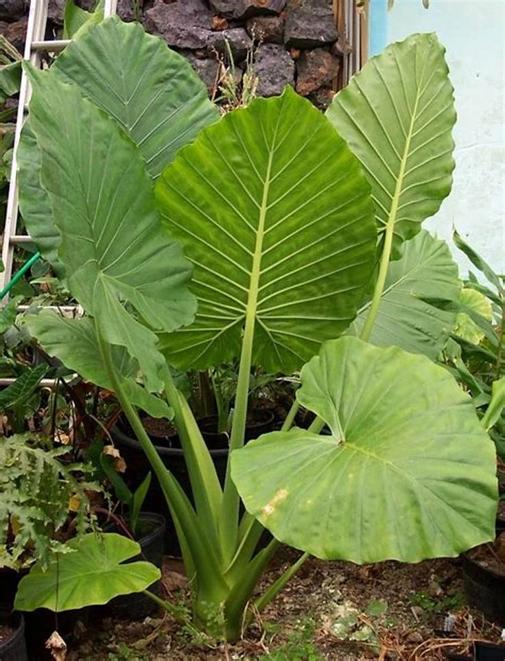 Colocasia Elephant Ear