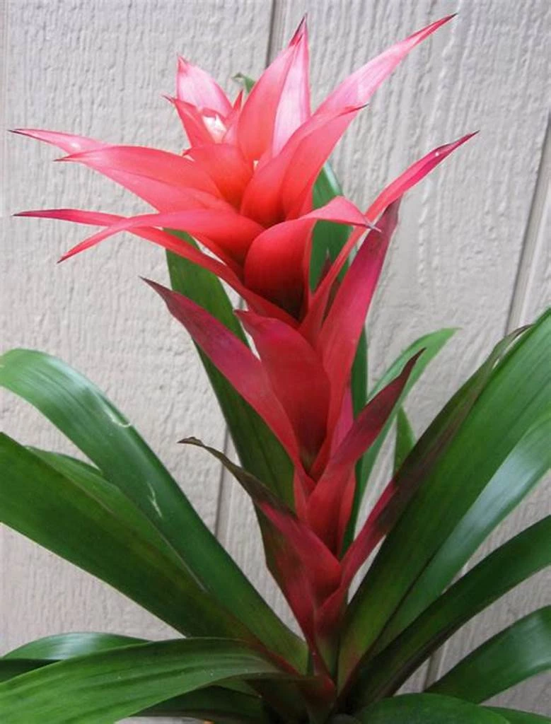 Bromeliad Local