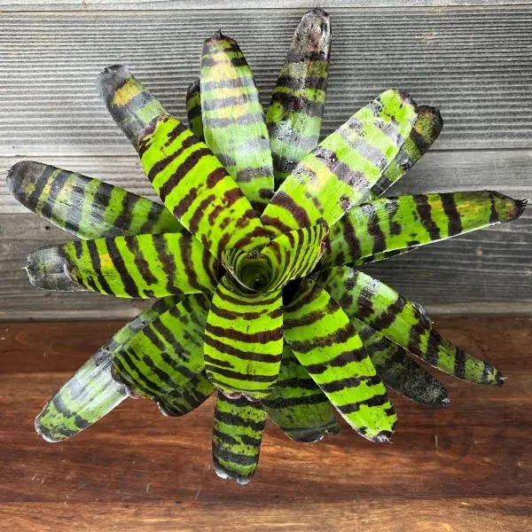 Bromeliad Neoregelia Cat Pajamas