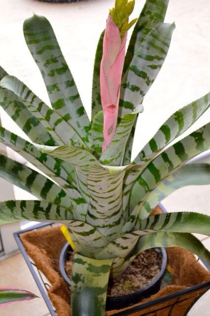 Bromeliad Aechmea Fasciata