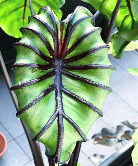 Colocasia Pharaoh Mask