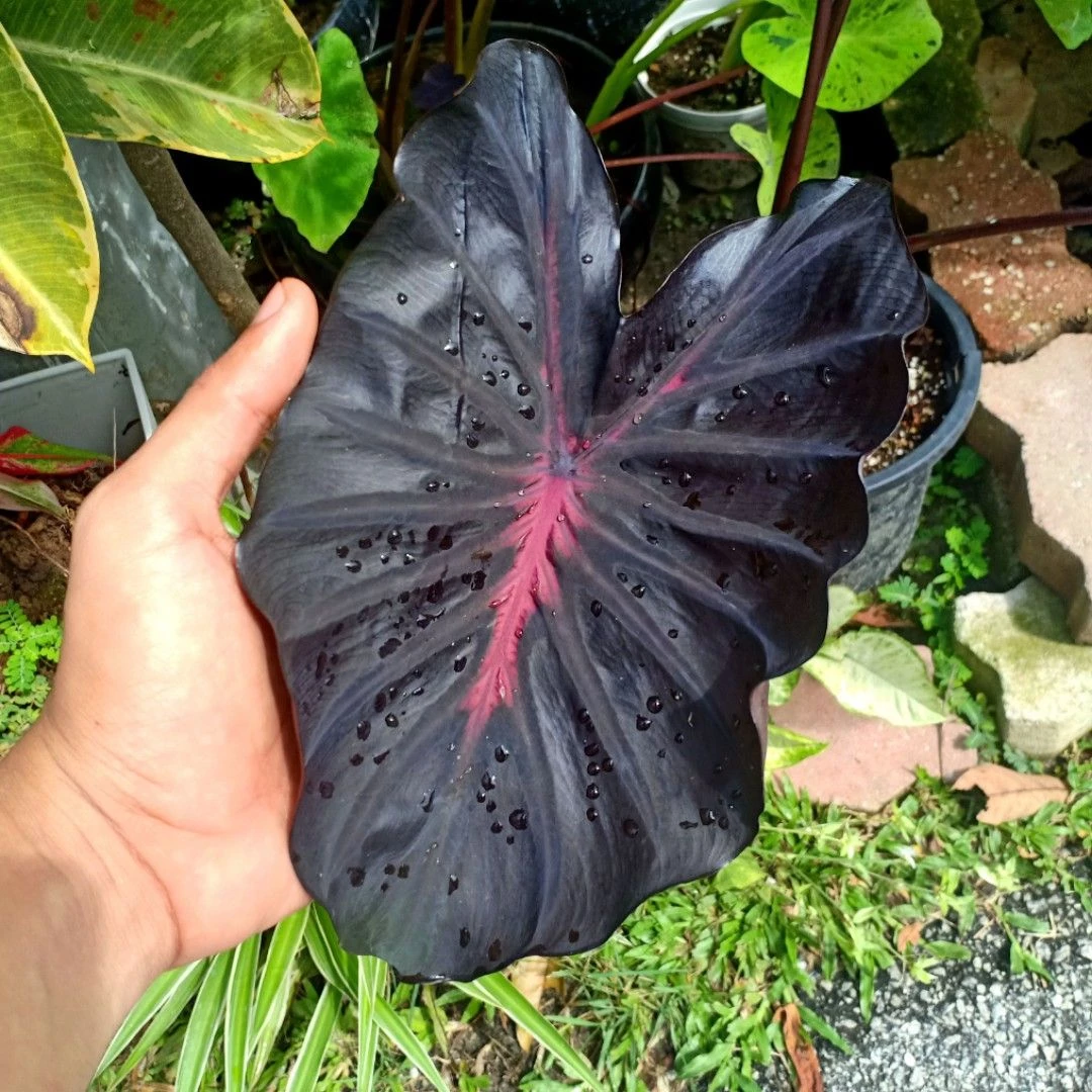 Colocasia Thunderstorm