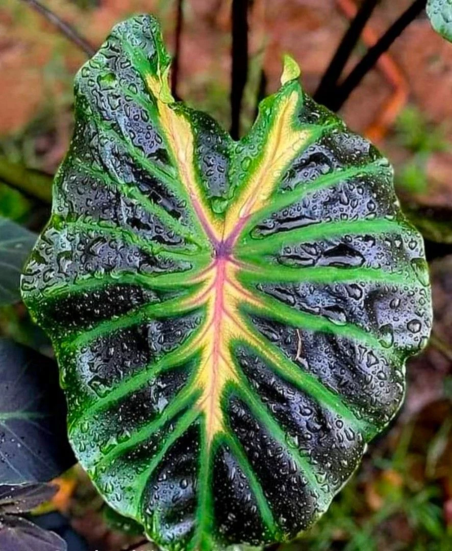Colocasia Tossakan