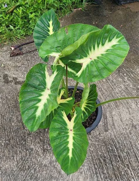 Colocasia Maui Sunrise