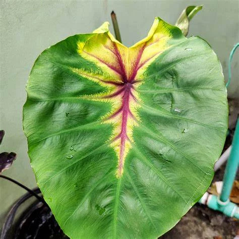 Colocasia  Light Pillar