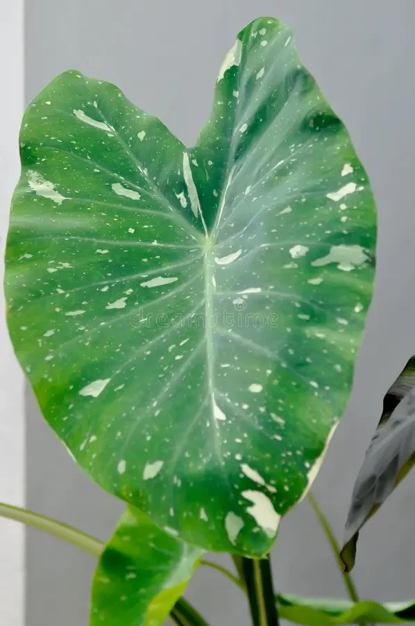 Colocasia Milky Way