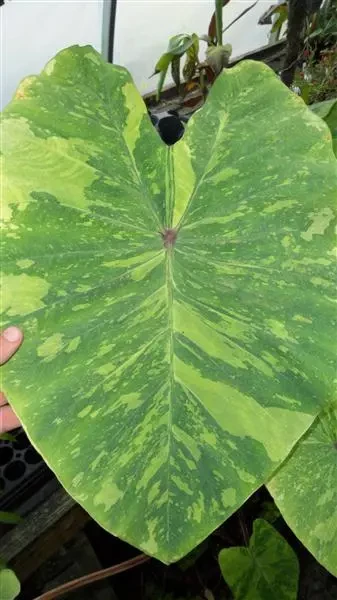 Colocasia Lemon Lime Gecko